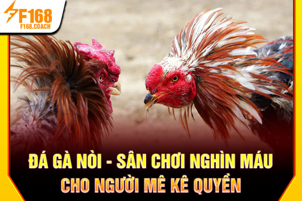 Đá Gà Nòi - Sân Chơi Nghìn Máu cho Người Mê Kê Quyền